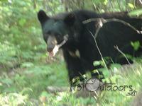 Camp Bear