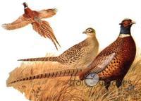 Pheasant