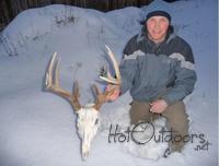 whitetailed deer