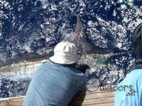Blue tagged marlin on Bite Me in Fiji